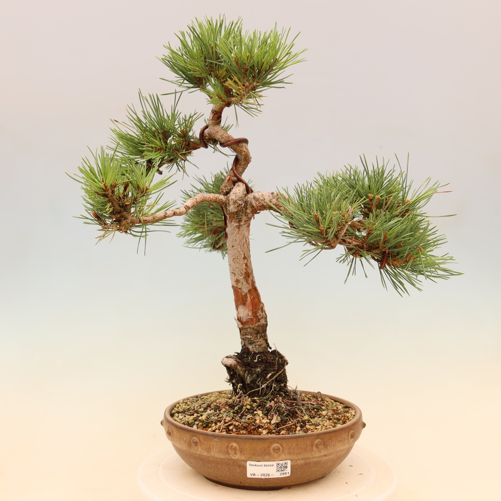 Bonsaï d'extérieur - Pinus Sylvestris Watererri - Pin sylvestre
