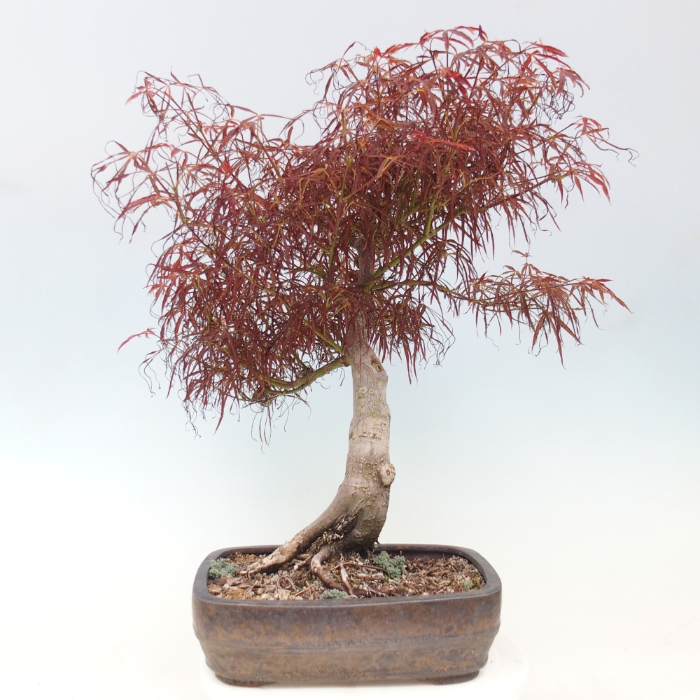 Bonsaï d'extérieur - Acer palmatum RED PYGMY