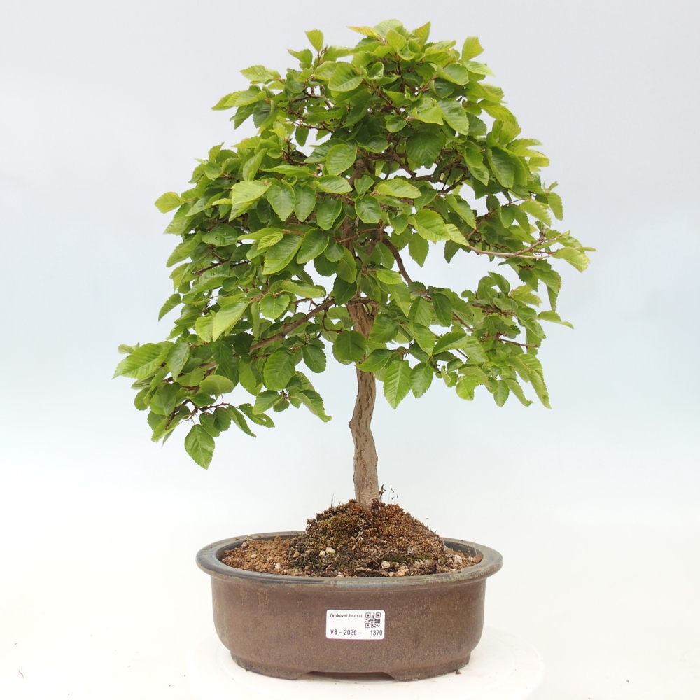 Bonsaï d'extérieur -Carpinus CARPINOIDES - Charme de Corée