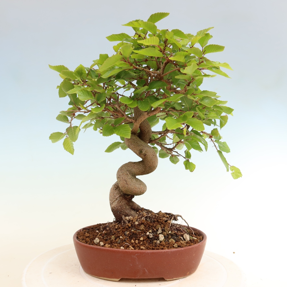 Bonsaï d'extérieur -Carpinus Coreana - Charme de Corée
