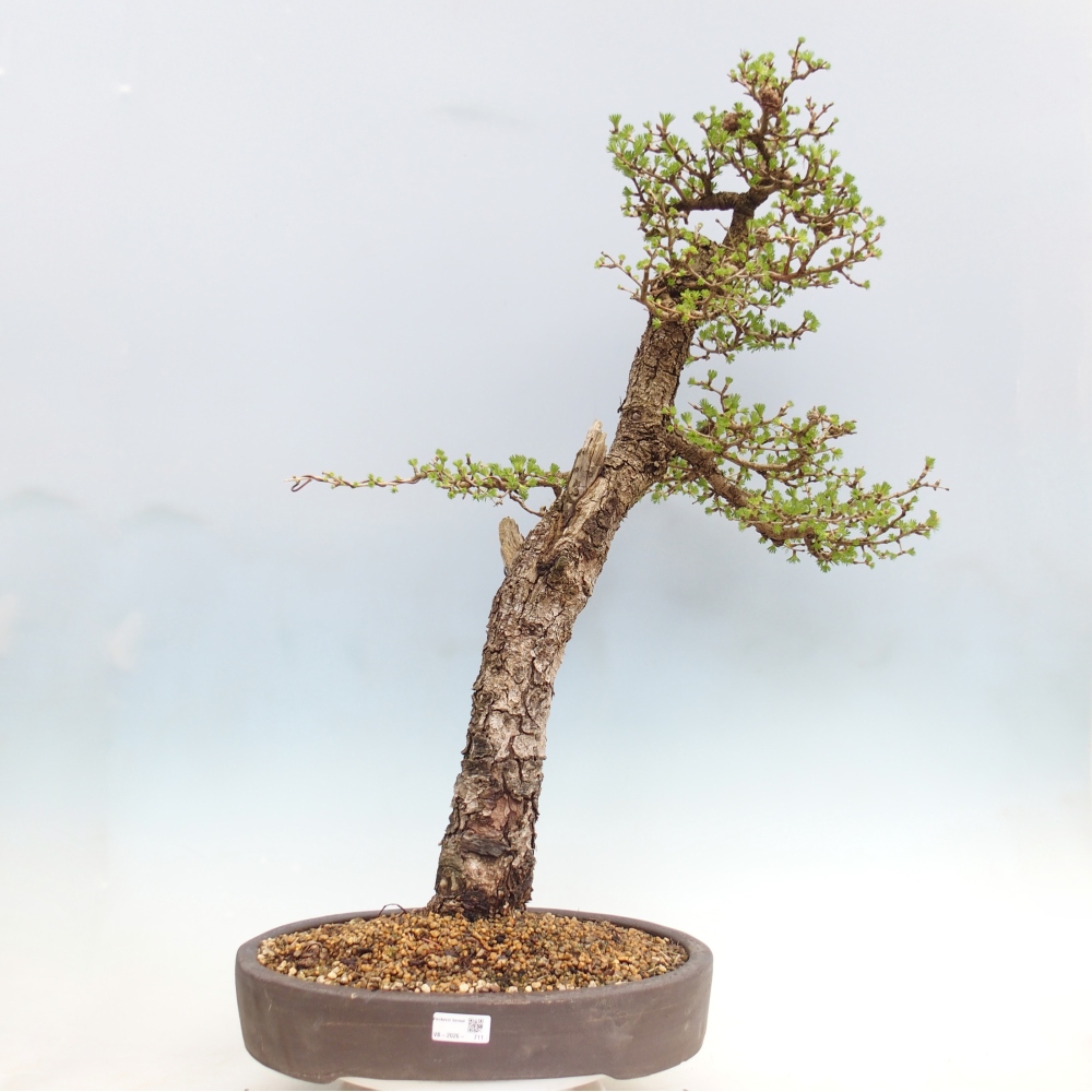 Bonsaï d'extérieur -Larix decidua - Mélèze - Transport sur palette uniquement
