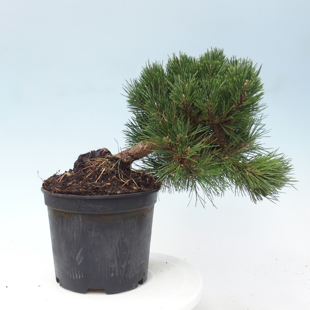 Bonsaï d'extérieur - Pinus thunbergii senjyumaru - Pin de Thunberg