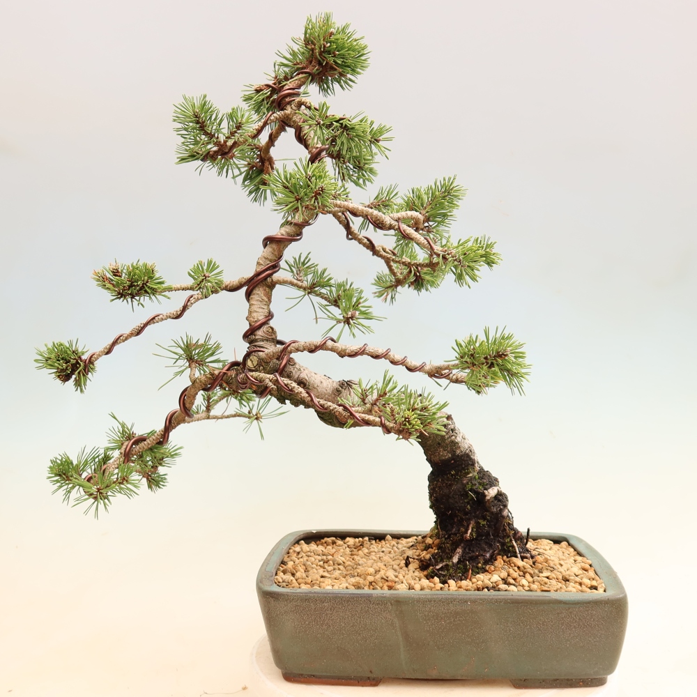 Bonsaï d'extérieur - Pinus mugo Humpy  - Pin nain