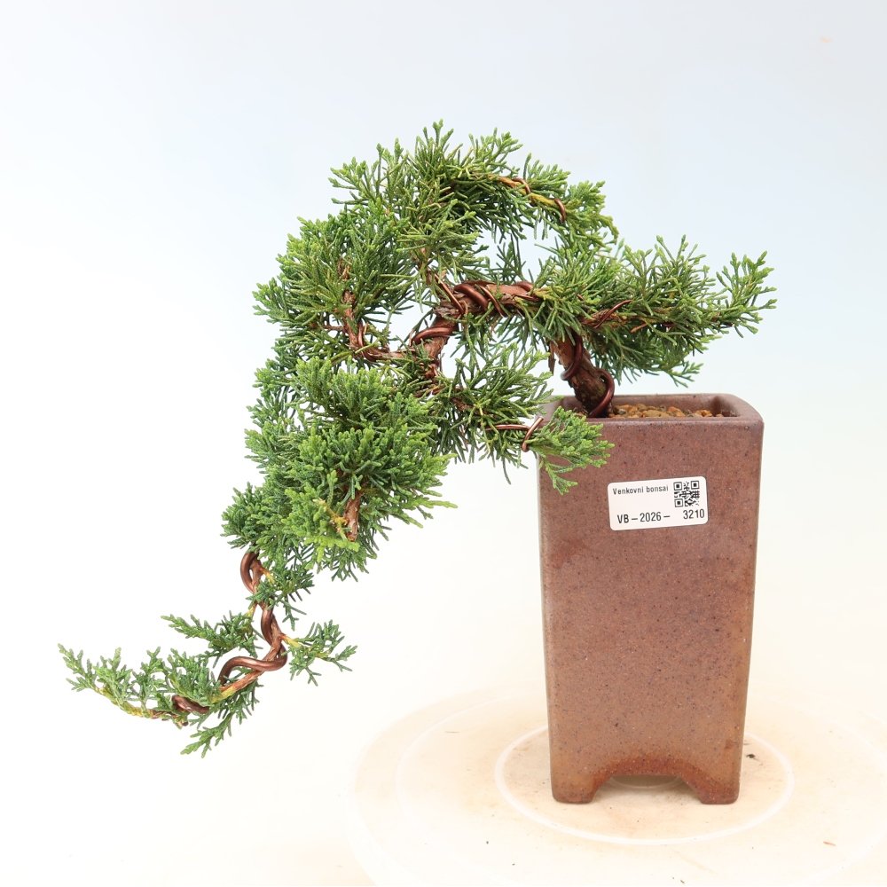 Bonsaï d'extérieur - Juniperus chinensis Kishu