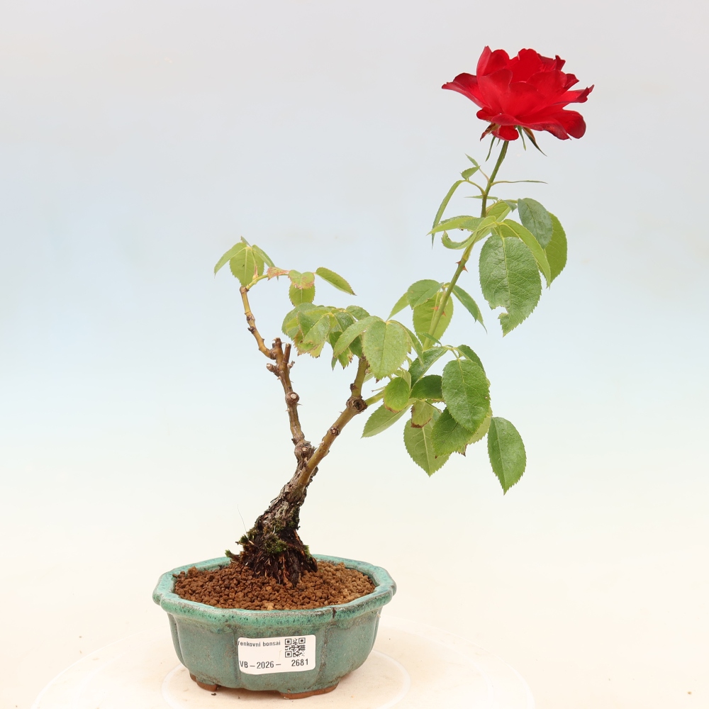 Bonsaï d'extérieur - Rosa Kordes - rose