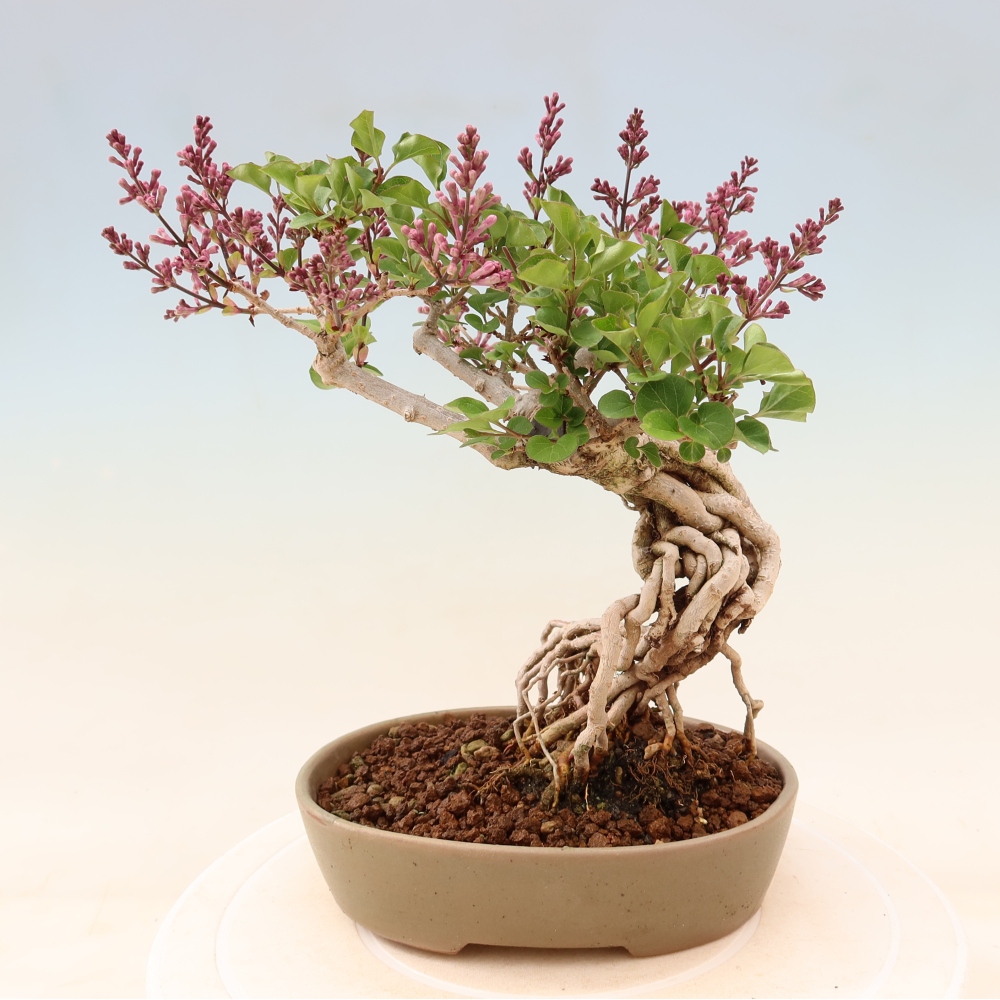 Bonsaï d'extérieur - Syringa microphylla - lilas à petites fleurs
