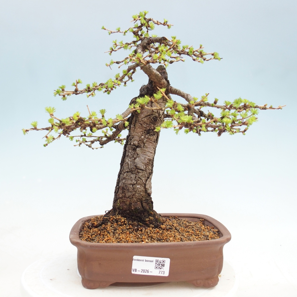 Bonsaï d'extérieur -Larix decidua - Mélèze