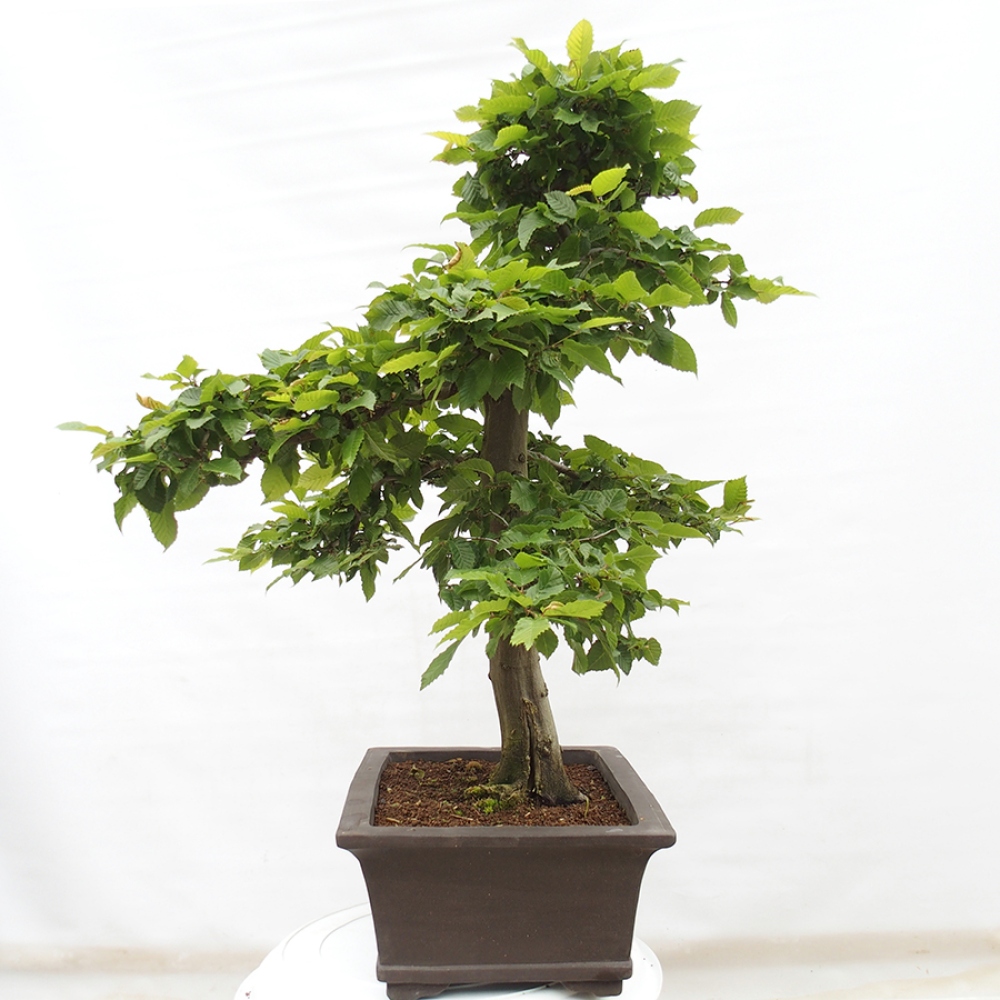 Bonsaï d'extérieur - Charme - Carpinus betulus