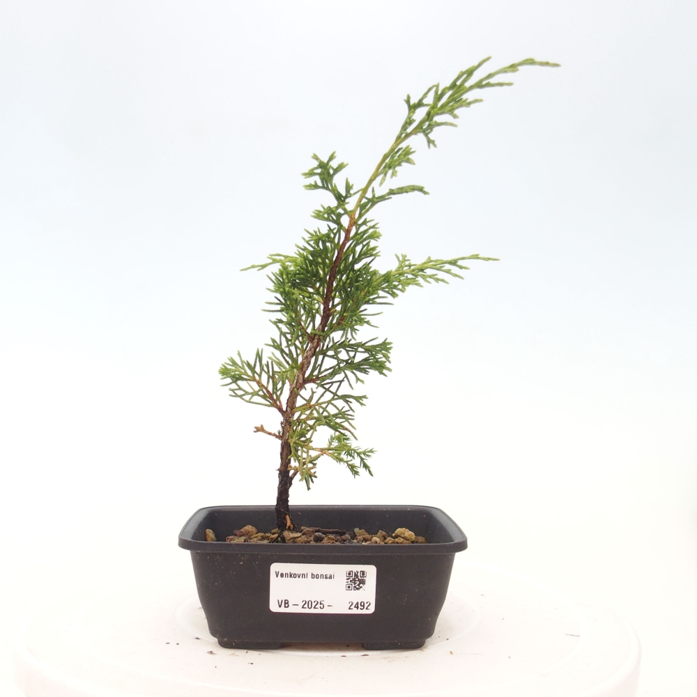 Bonsaï d'extérieur - Juniperus chinensis Itoigawa