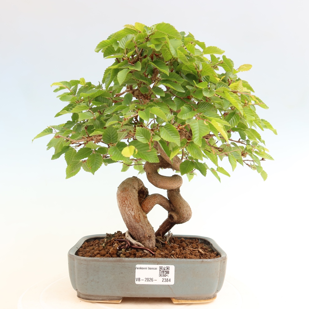 Bonsaï d'extérieur -Carpinus Coreana - Charme de Corée