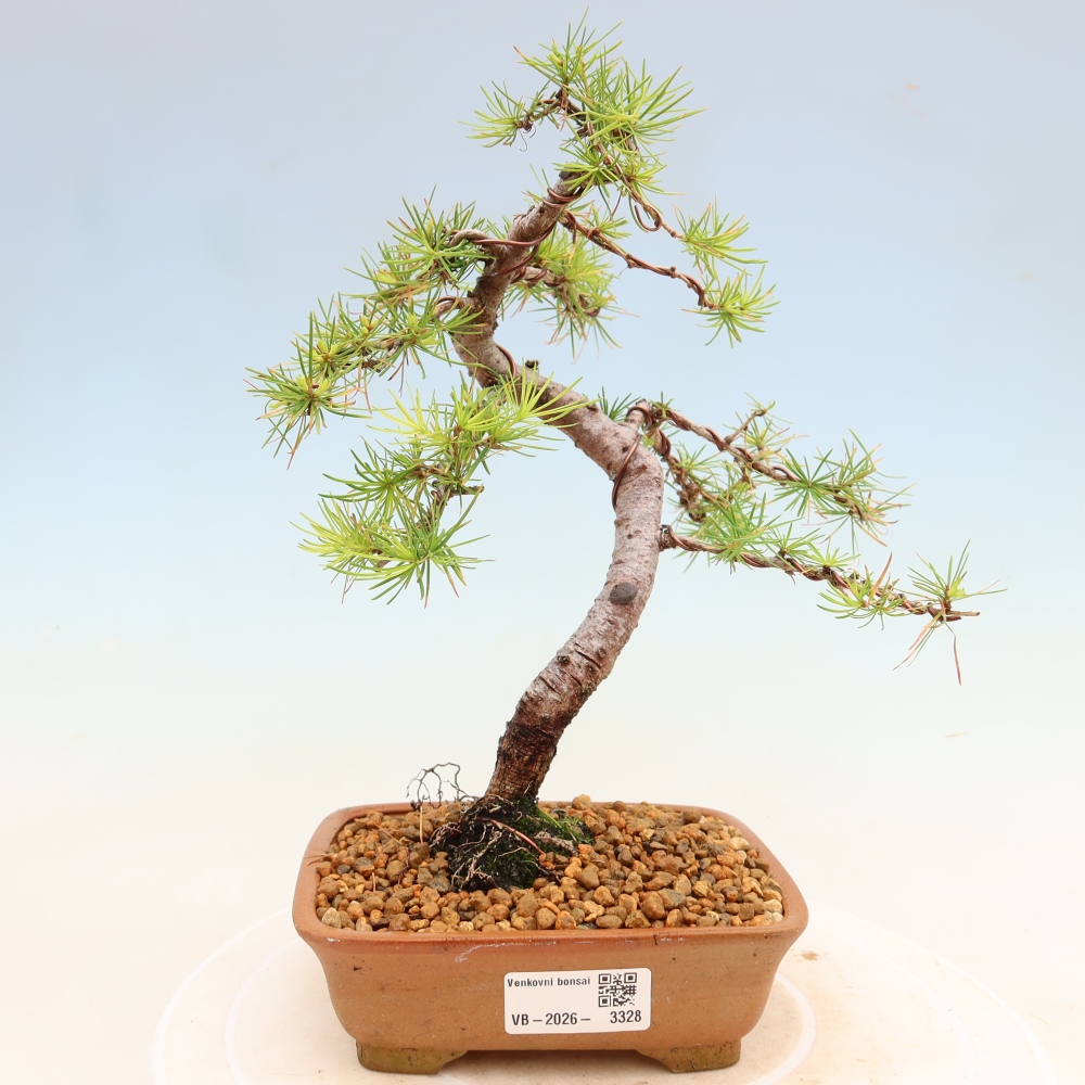 Bonsaï d'extérieur -Larix decidua - Mélèze