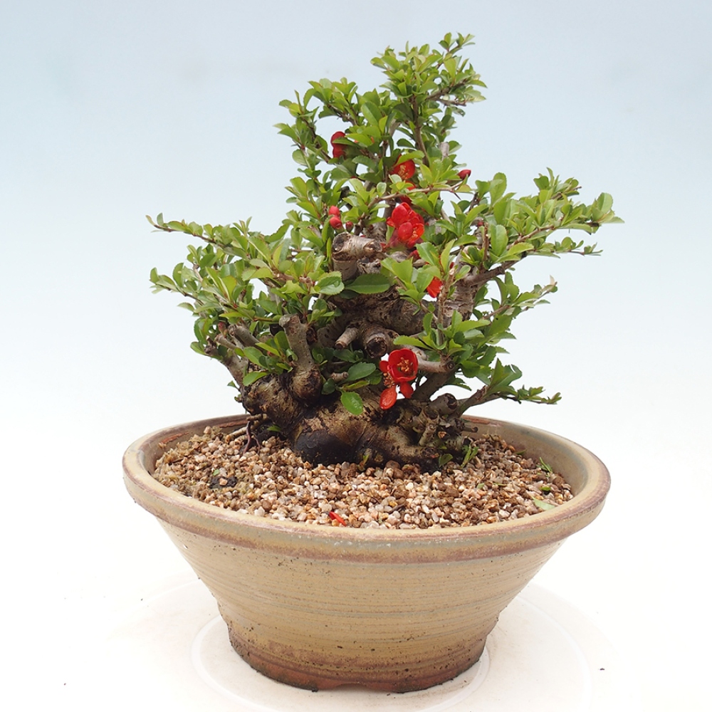 Bonsaï d'extérieur - Chaneomeles speciosa - Coing