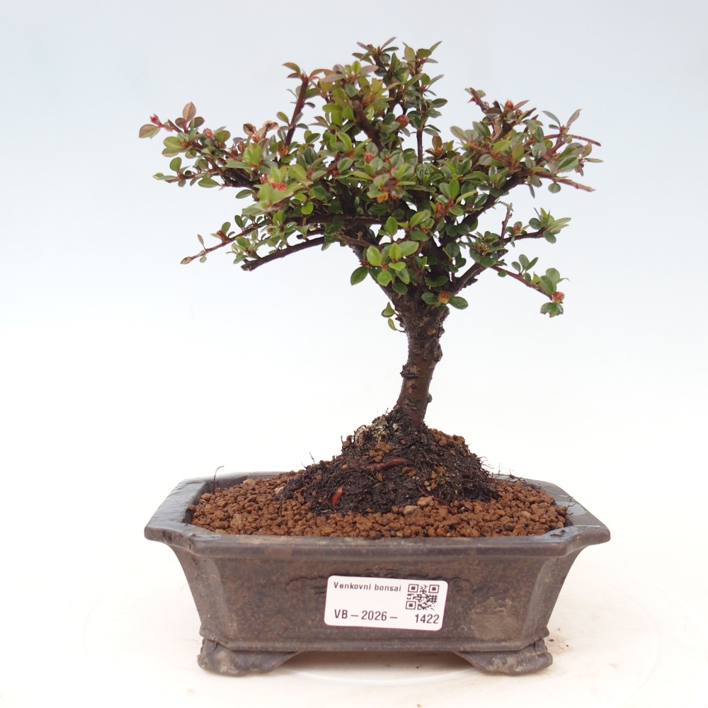 Bonsaï d'extérieur - Cotoneaster horizontalis - Rocky Mountain