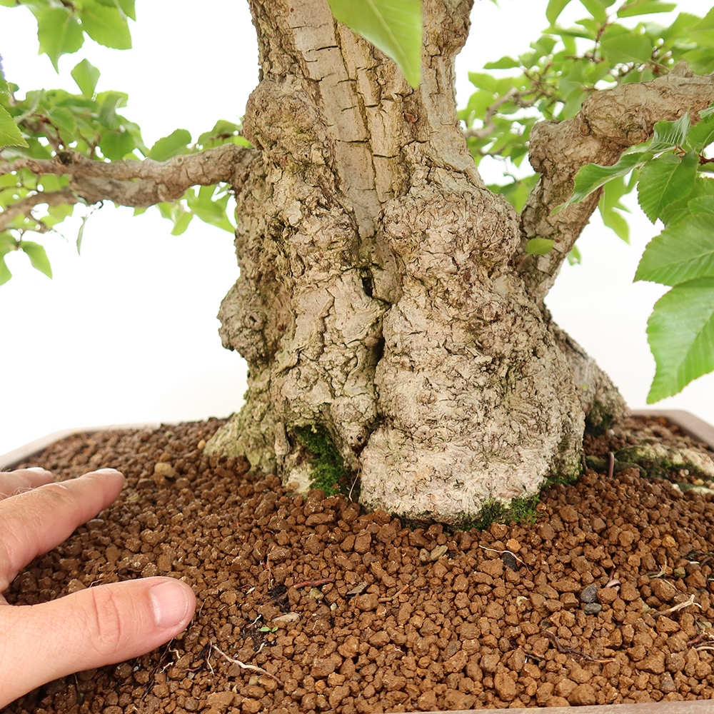 Bonsaï d'extérieur -Carpinus Coreana - Charme de Corée
