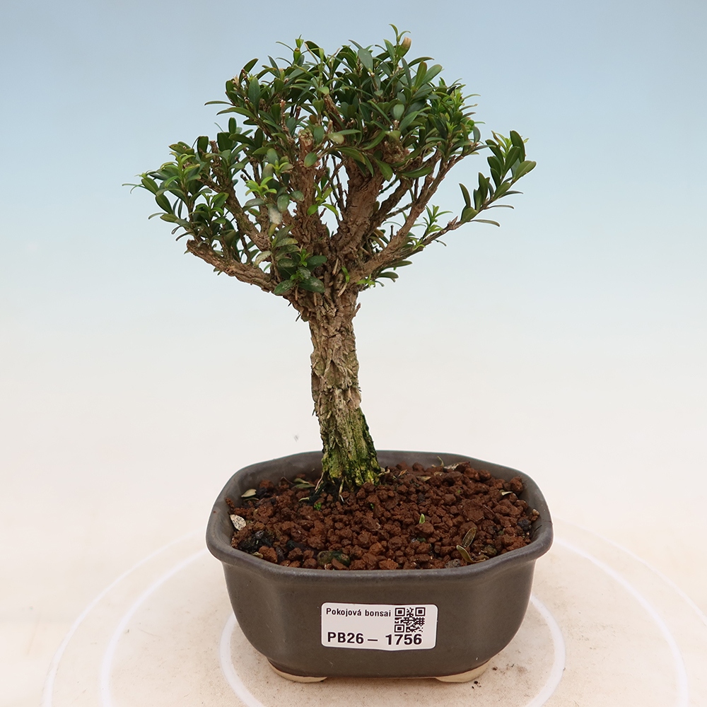 Bonsaï de chambre - Buxus harlandii - buxus liège