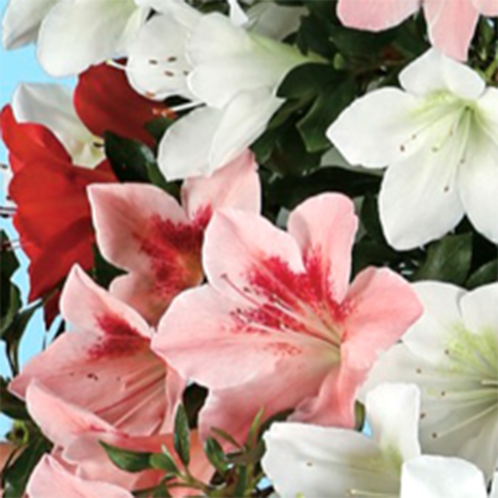 Bonsaï d'extérieur - Azalée japonaise - Azalée Sayaka