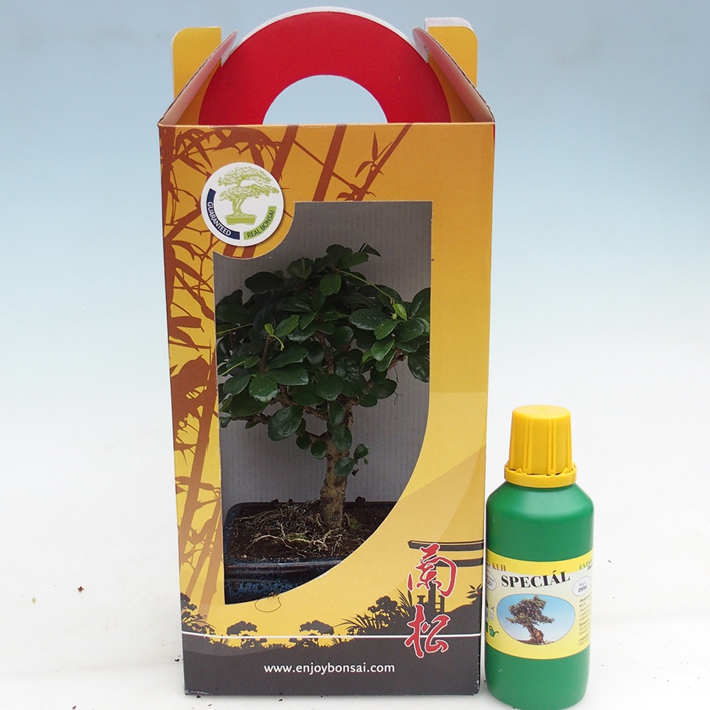 Bonsaï de chambre en boîte cadeau Carmona microphylla - Tea fuki