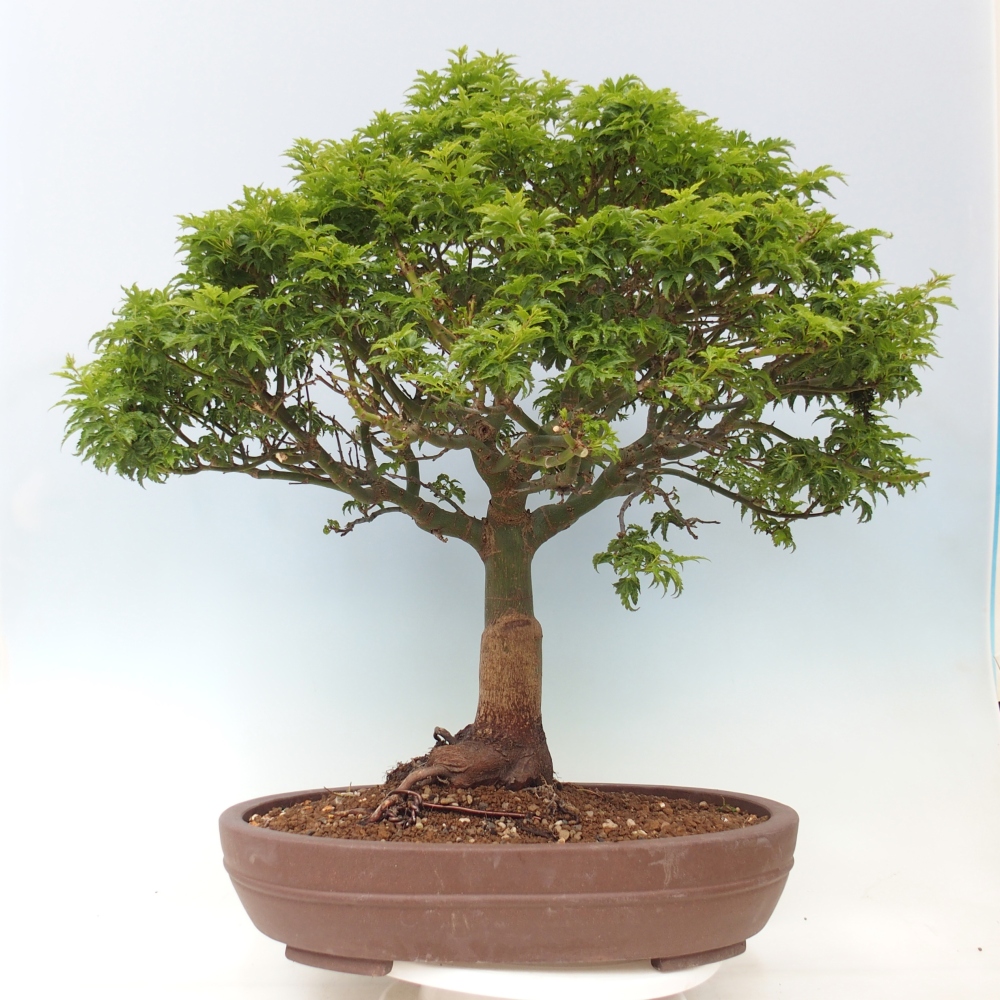 Bonsaï d'extérieur -Javor palm Acer palmatum Shishigashira