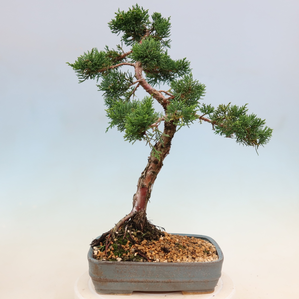 Bonsaï d'extérieur - Juniperus chinensis Kishu