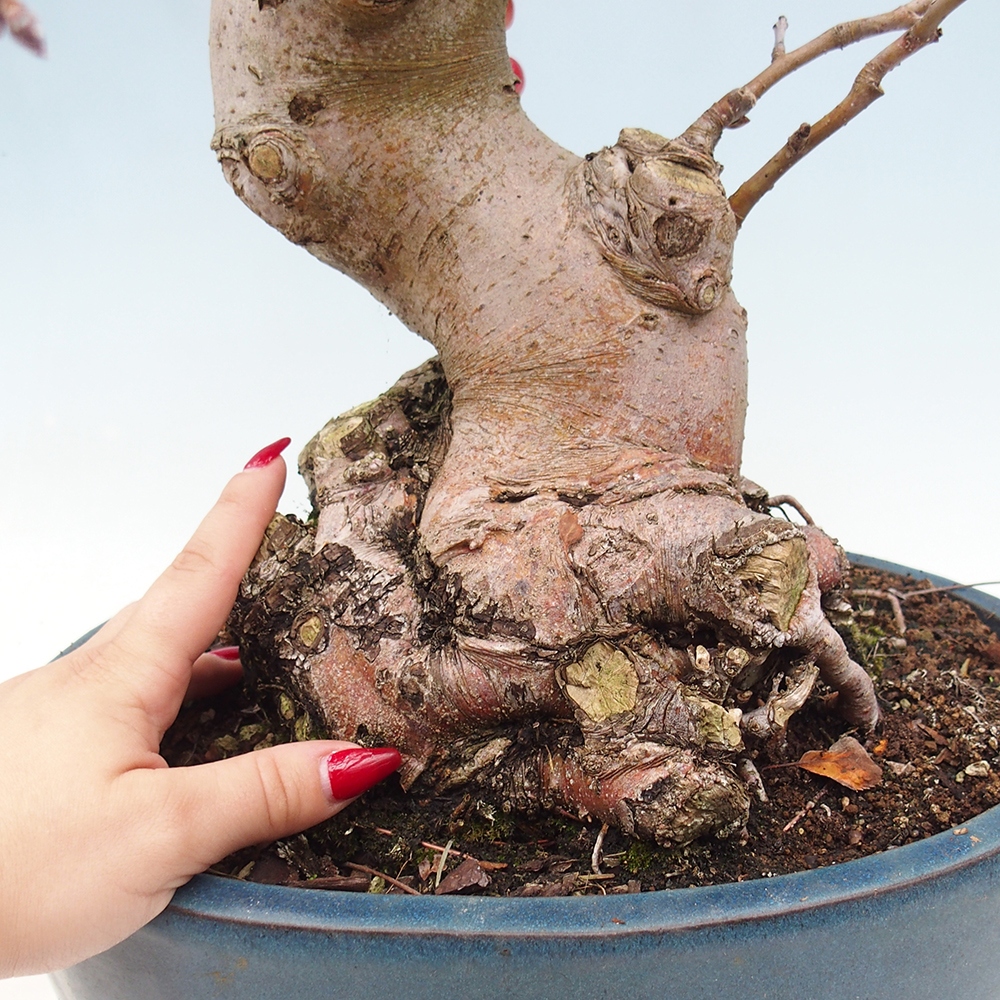 Bonsaï d'extérieur -Malus halliana - Pommier à petits fruits