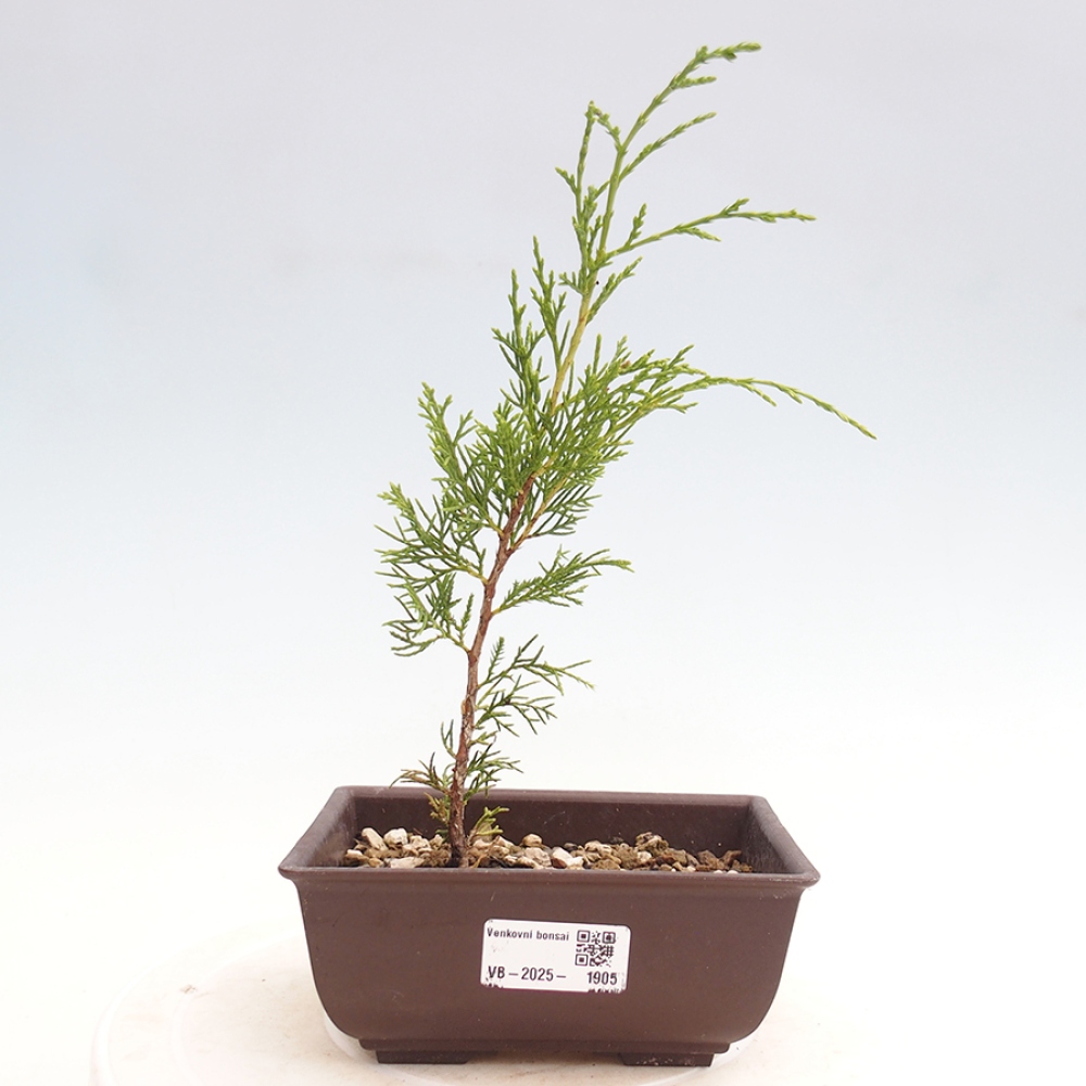 Bonsaï d'extérieur - Juniperus chinensis Itoigawa