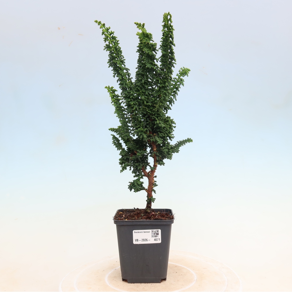Bonsaï d'extérieur - Cham. obtusa SEKKA HINOKI - Cyprès