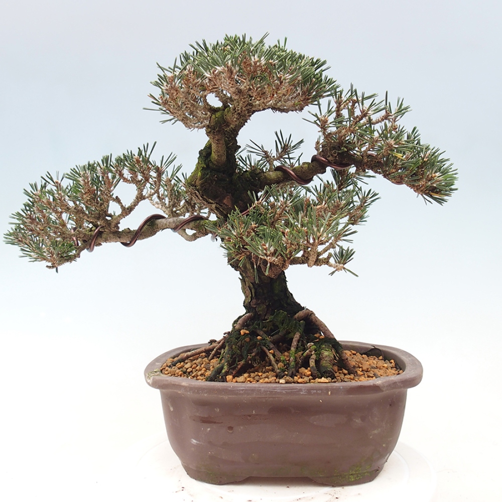 Bonsaï d'extérieur - Pinus thunbergii Kotobuki - Pin de Thunberg