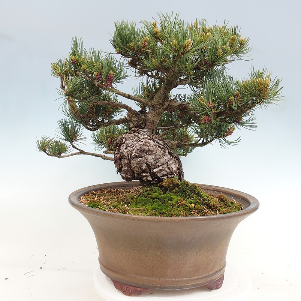 Bonsaï d'extérieur - Pinus parviflora - Pinus parviflora
