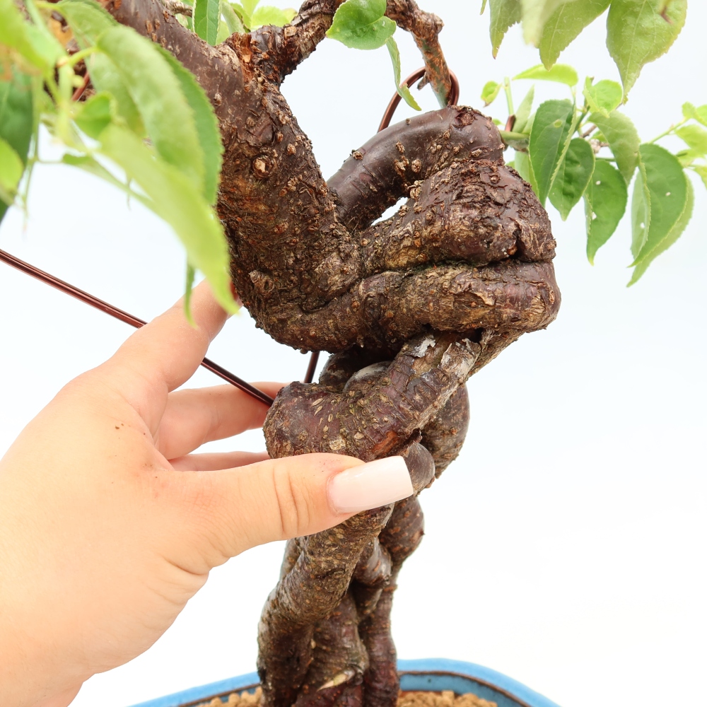 Bonsaï d'extérieur - Abricotier japonais - Prunus Mume