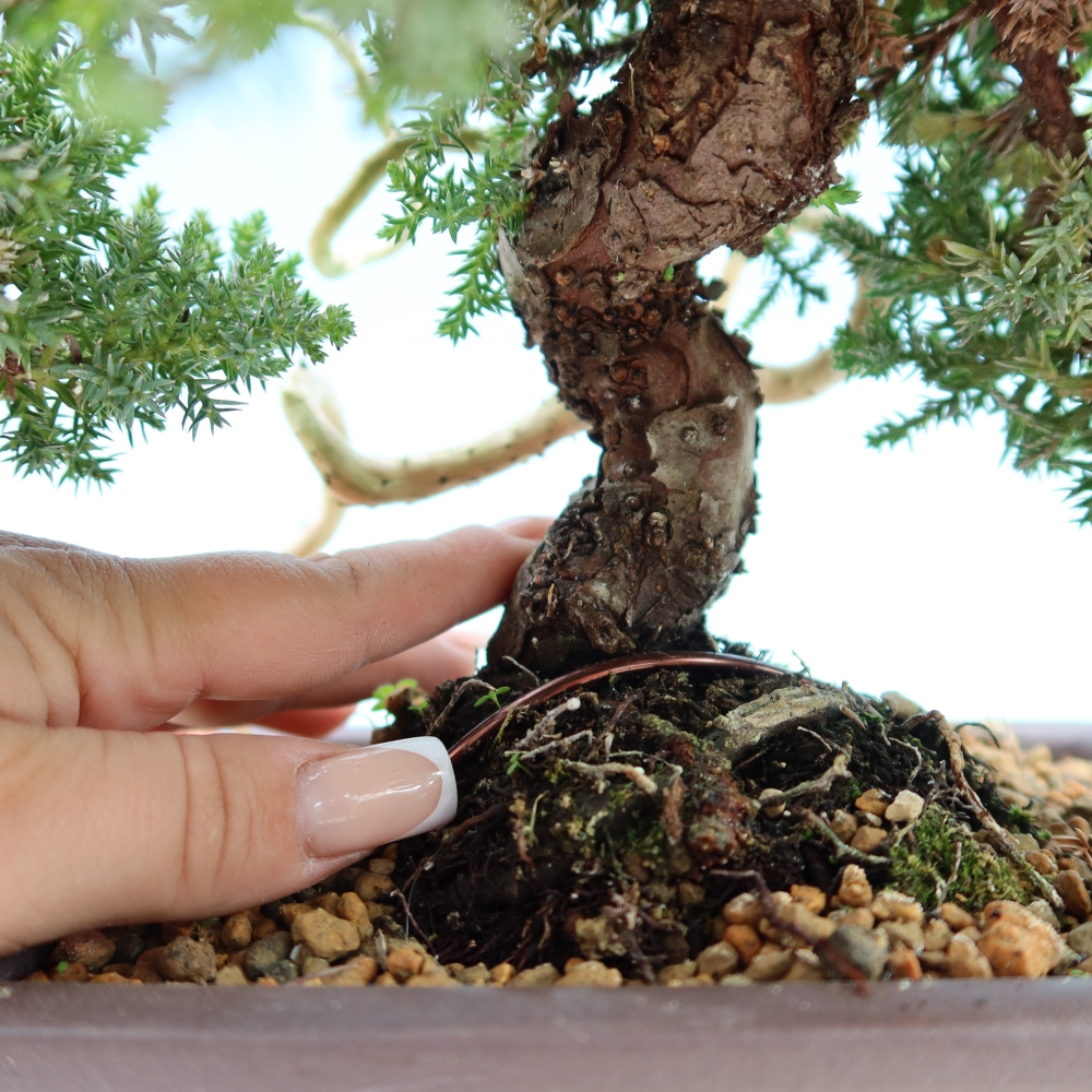 Bonsaï d'extérieur - Juniperus procumbens - Juniperus procumbens