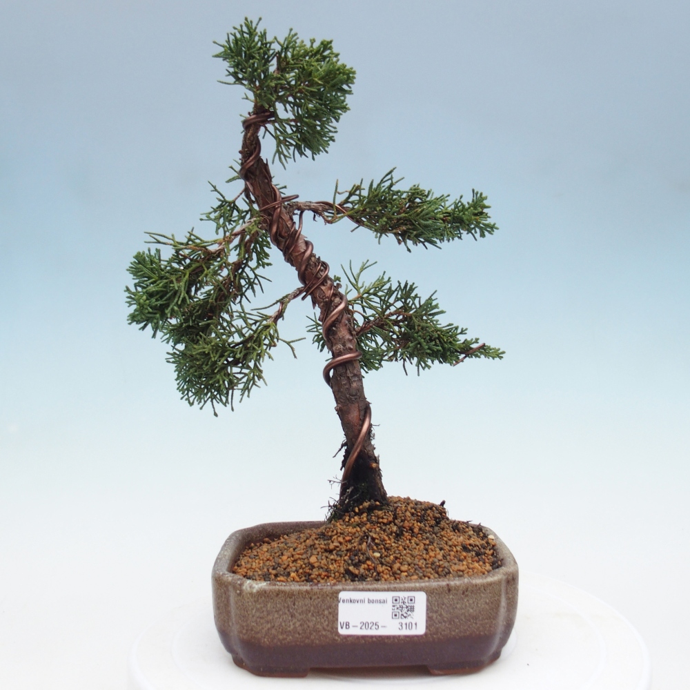 Bonsaï d'extérieur - Juniperus chinensis Kishu