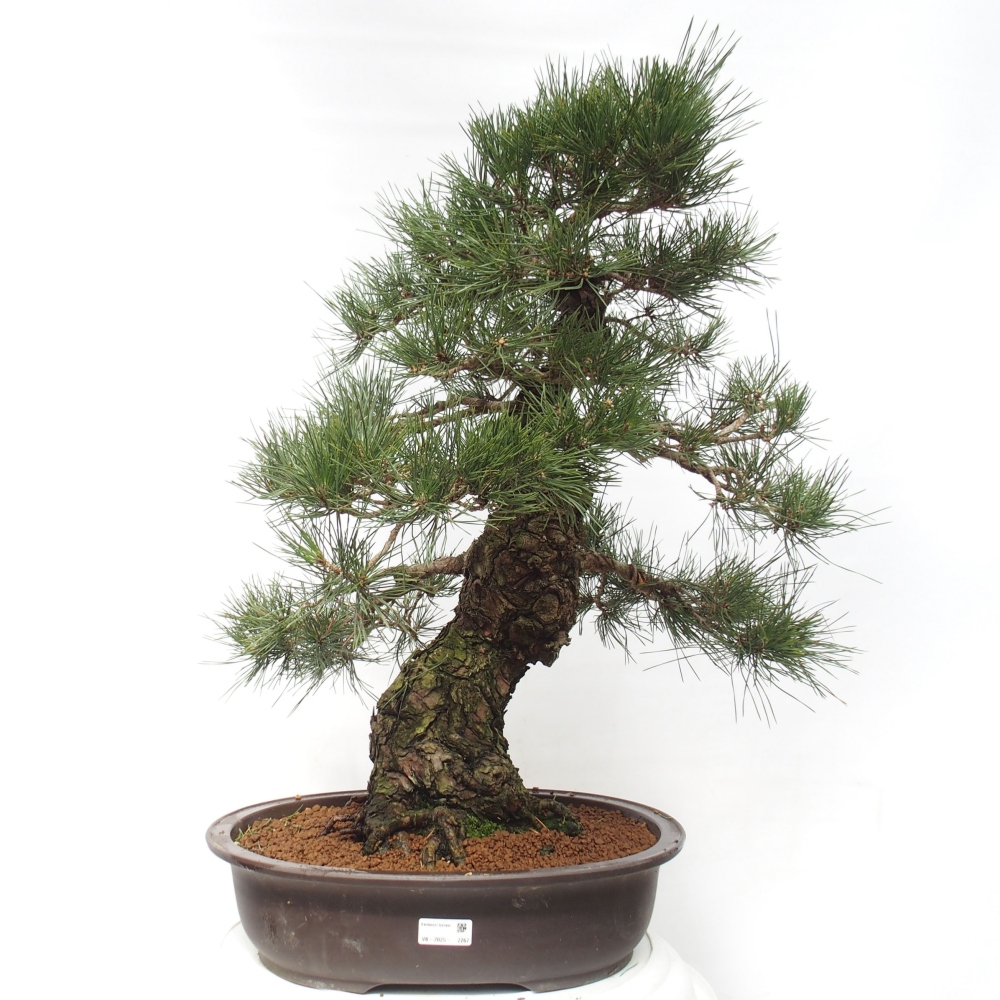 Bonsaï d'extérieur - Pinus thunbergii - Pin de Thunberg