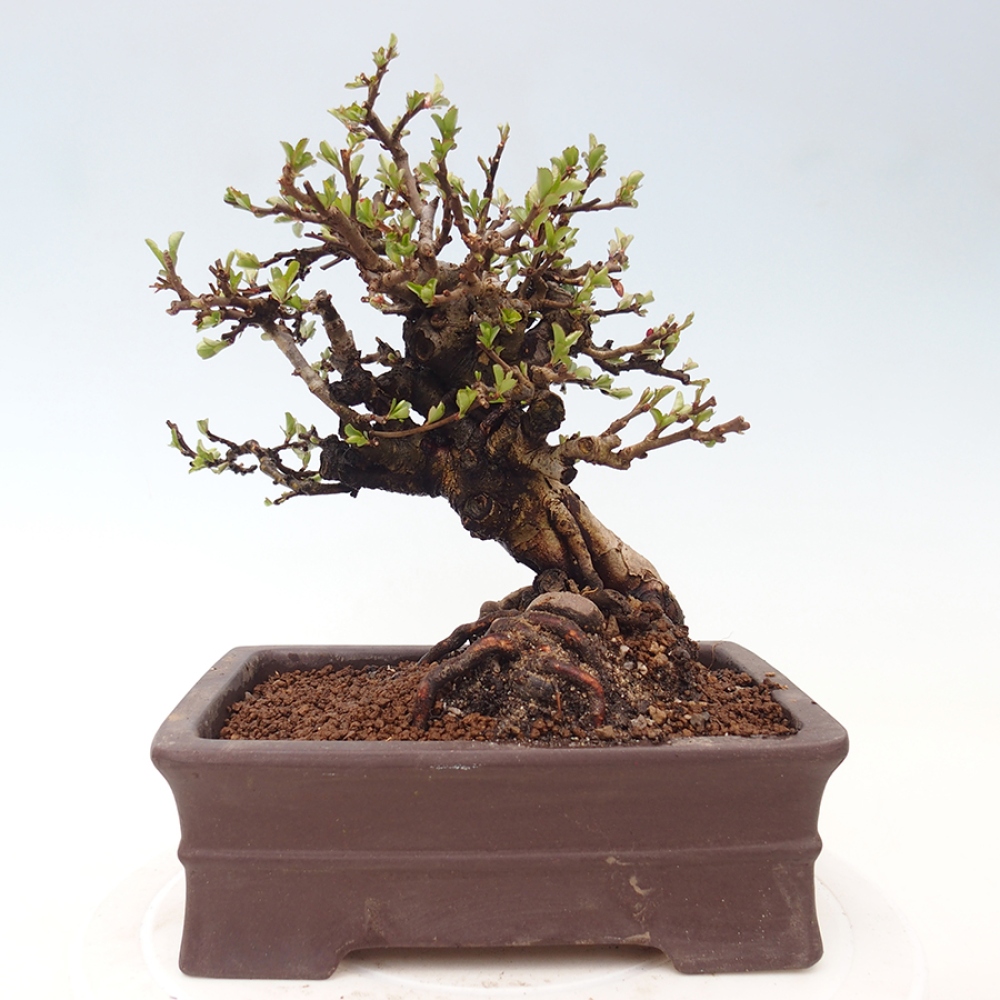Bonsaï d'extérieur - Chaneomeles speciosa - Coing