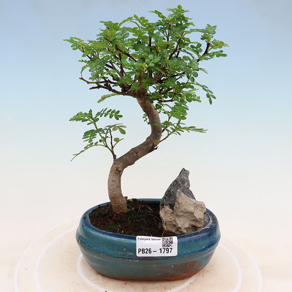 Salle bonsaï - Zantoxylum piperitum - arbre à poivre