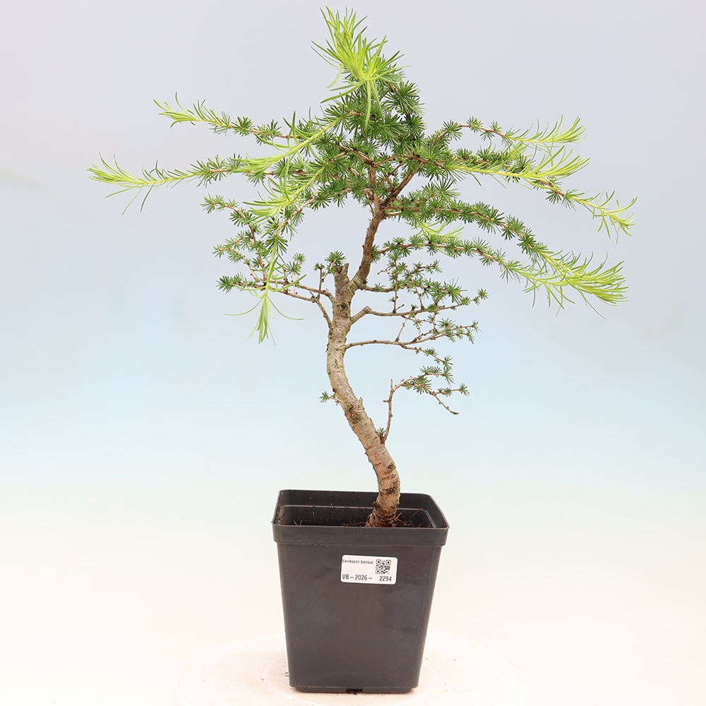 Bonsaï d'extérieur -Larix decidua - Mélèze