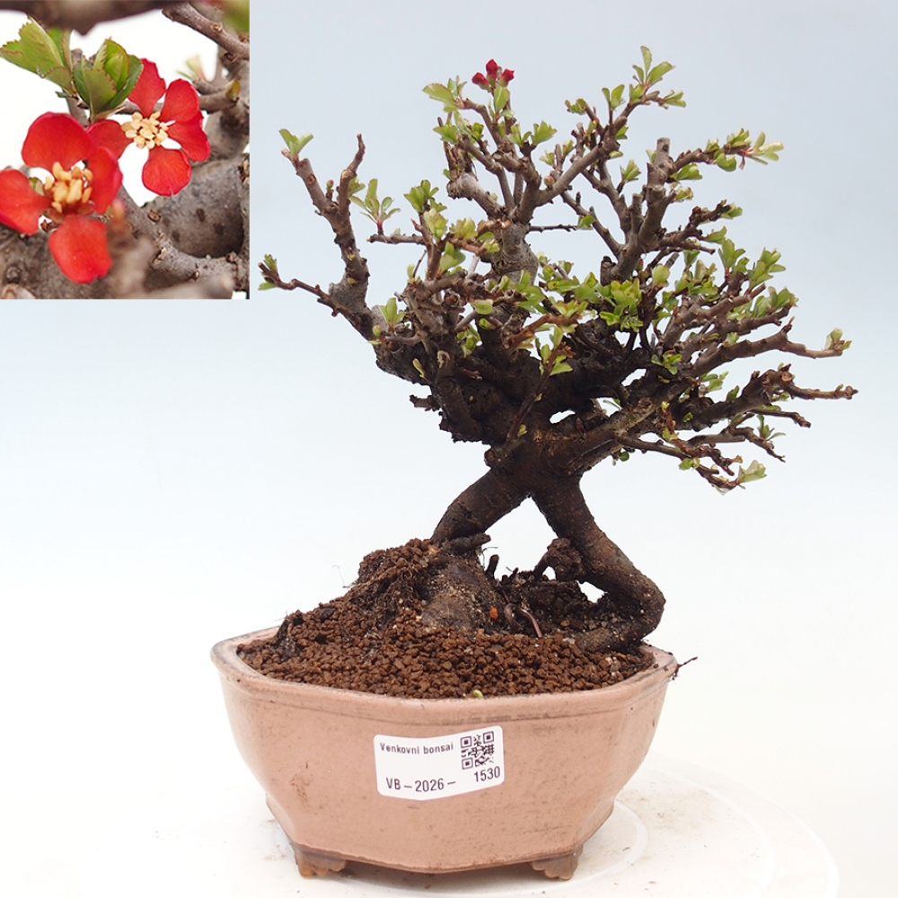 Bonsaï d'extérieur - Chaneomeles speciosa - Coing