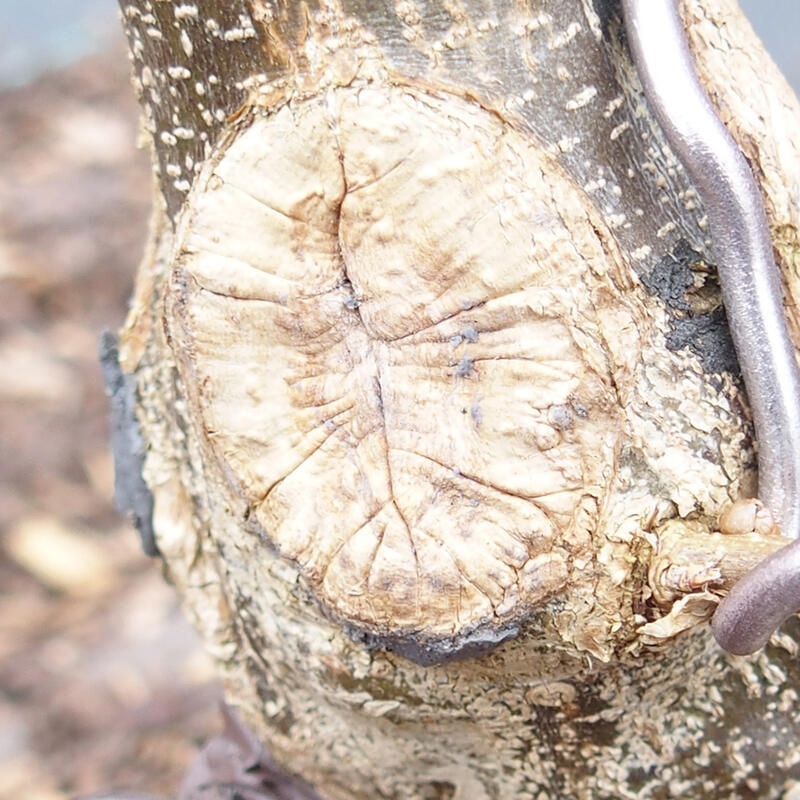 Cu-trap 160 g - pour conifères