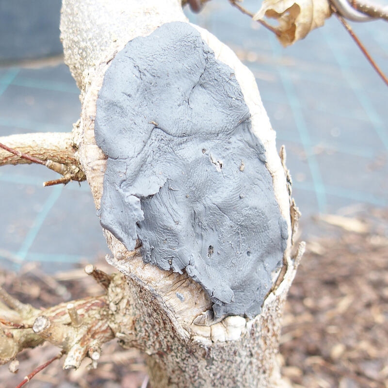 Cu-pasta 500 g pour plantes à feuilles caduques