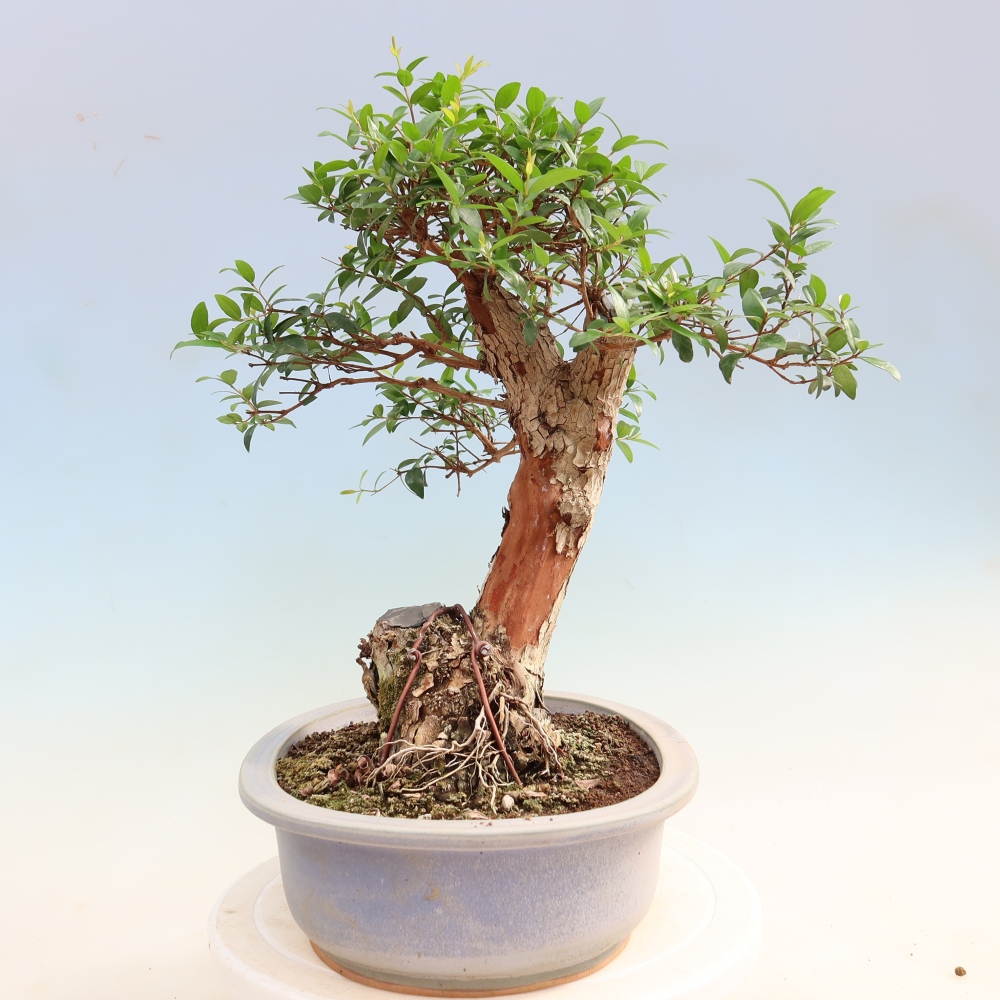 Bonsaï de chambre - Myrtus communis - Myrte