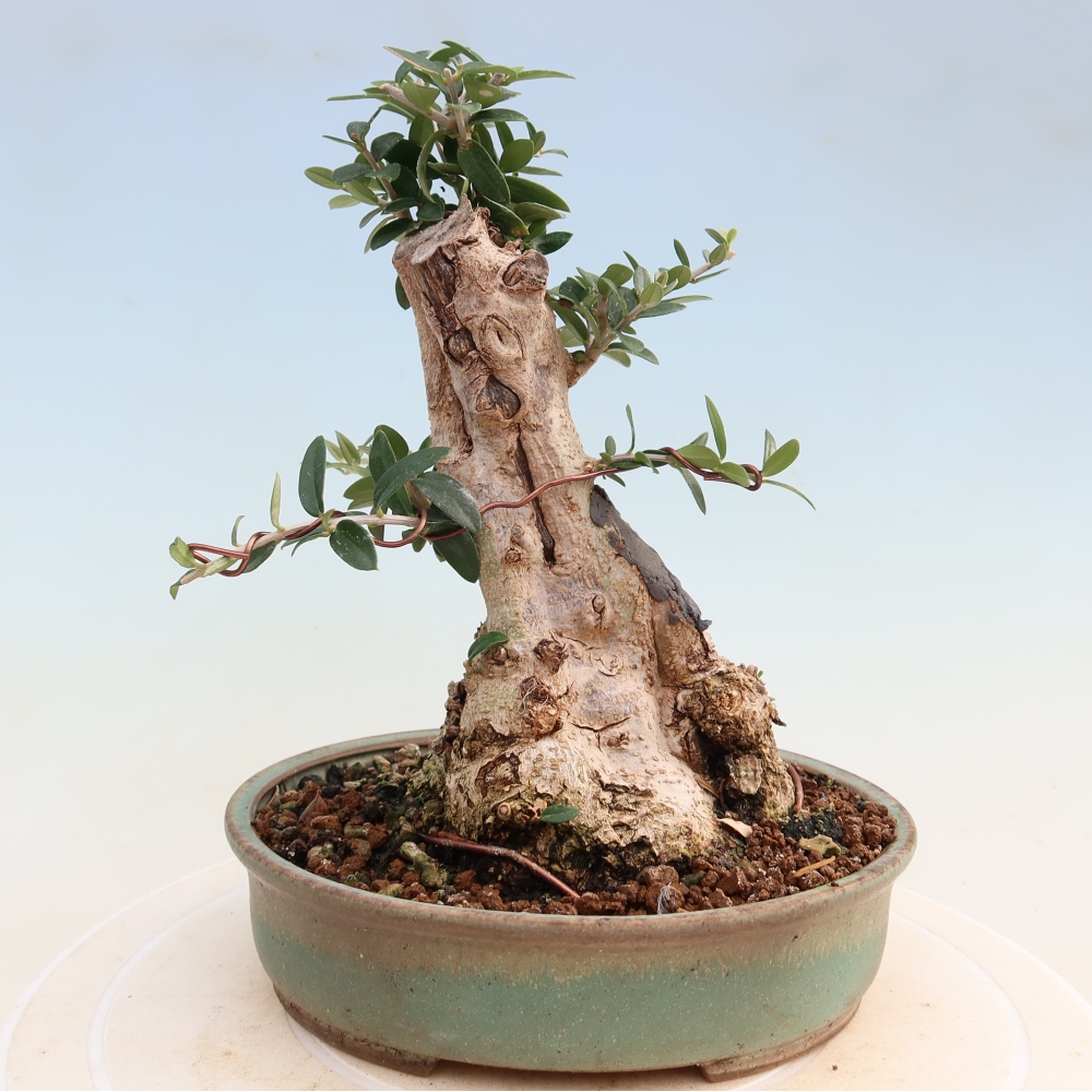Bonsaï d'intérieur - Olea europaea sylvestris