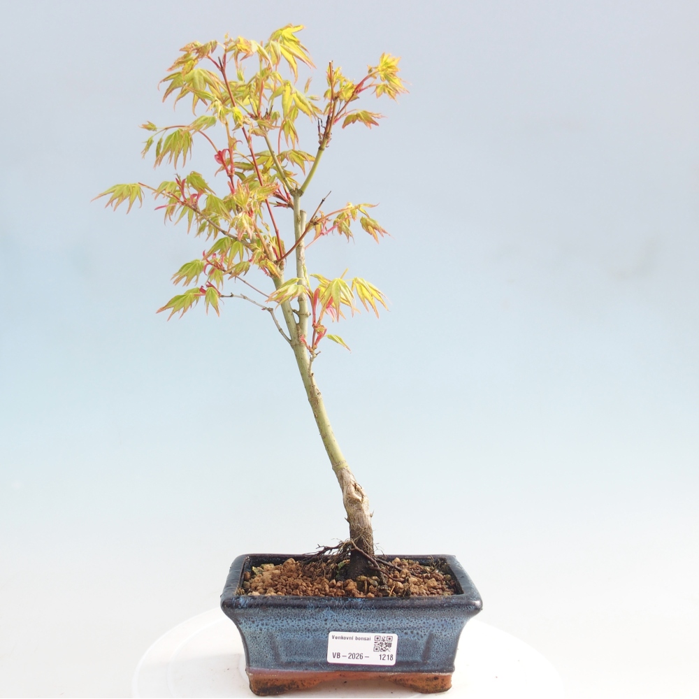 Acer palmatum Aureum - Érable doré