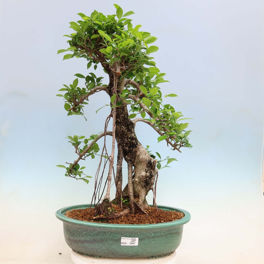 Salle bonsaï - Ficus kimmen - ficus à petites feuilles