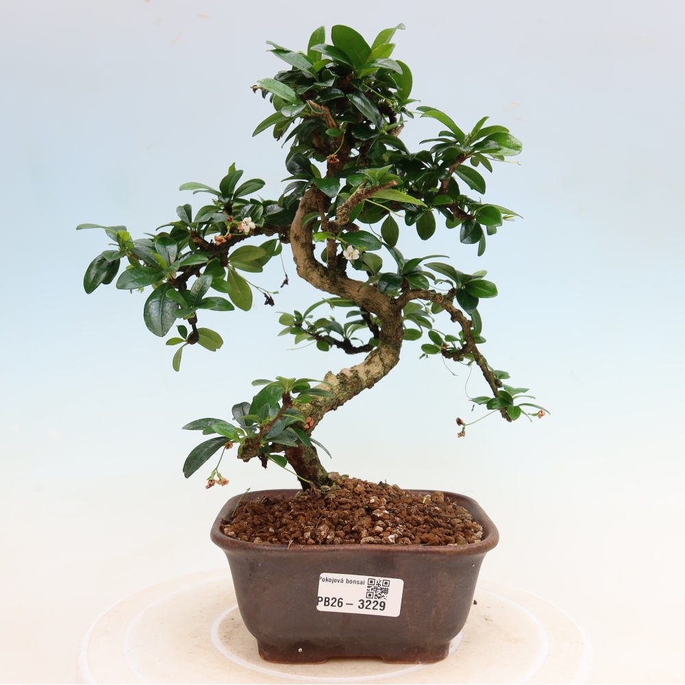 Bonsaï de chambre - Carmona macrophylla - Tea fuki
