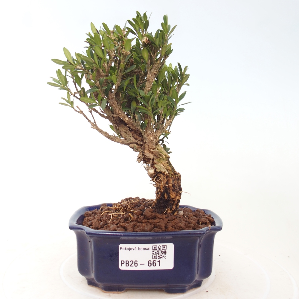 Bonsaï de chambre - Buxus harlandii - buxus liège