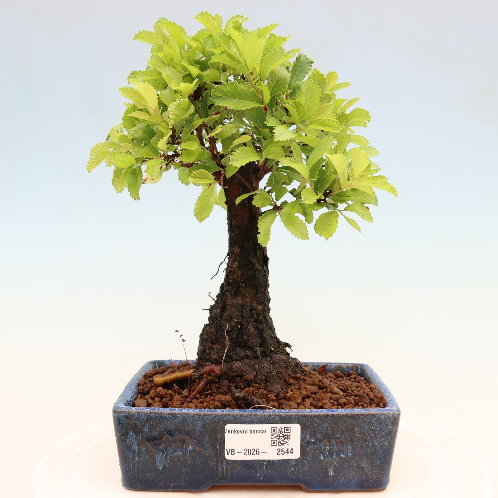 Bonsaï d'extérieur - Zelkova - Zelkova NIRE