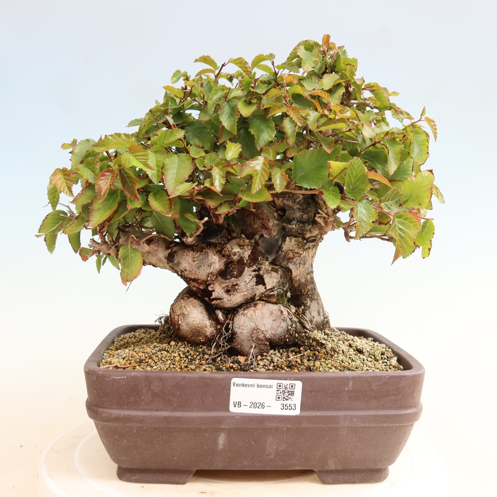 Bonsaï d'extérieur -Carpinus CARPINOIDES - Charme de Corée
