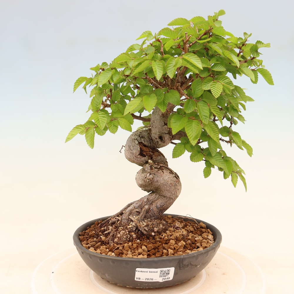 Bonsaï d'extérieur -Carpinus Coreana - Charme de Corée