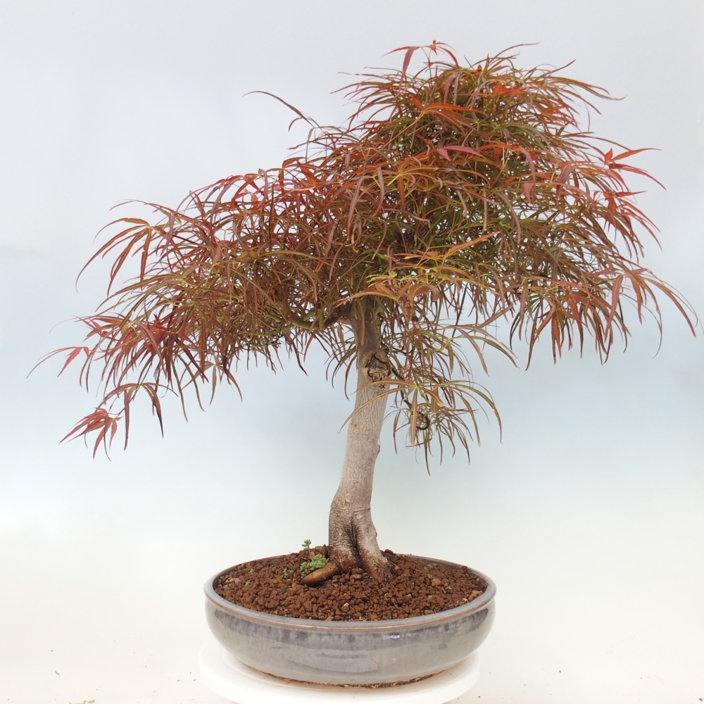 Bonsaï d'extérieur - Acer palmatum RED PYGMY