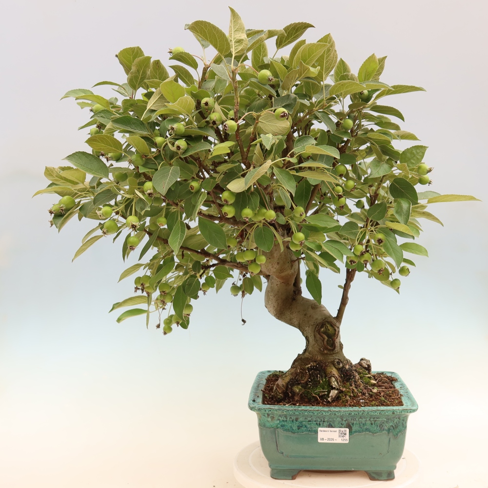 Bonsaï d'extérieur -Malus halliana - Pommier à petits fruits