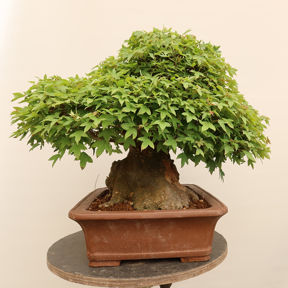 Bonsaï d'extérieur - Maple Burger - Acer Burgerianum